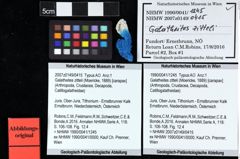 Foto (Objket + Etiketten) von Galatheites zitteli (Moericke, 1889) 